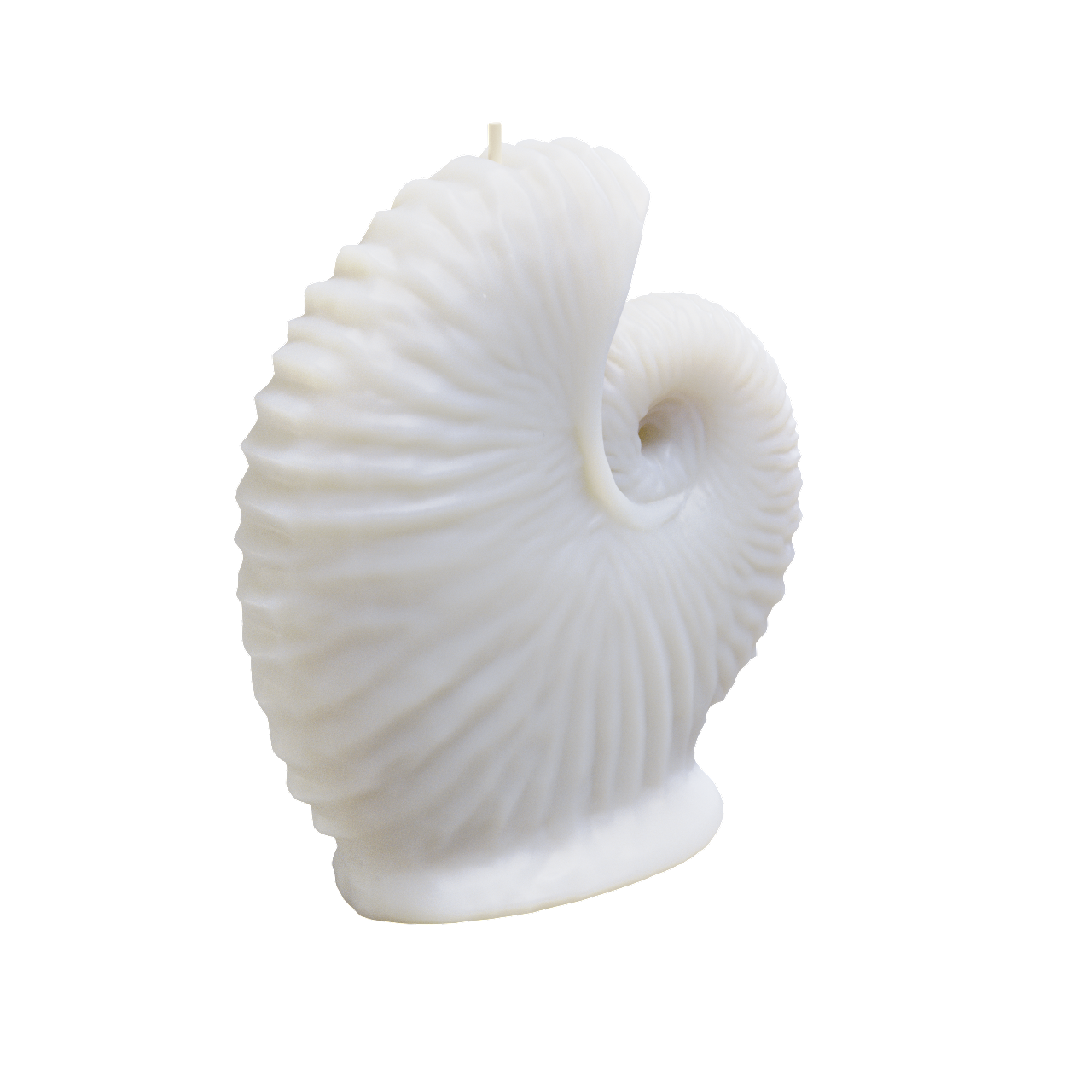 Agronaut (Octopus) Shell Candle (340 grams) 14cm